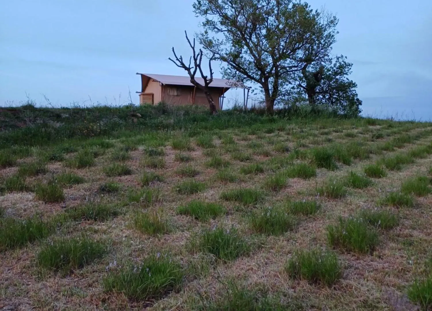 Glamping Podere Angiotto Lodge Lavanda Magliano in Toscana